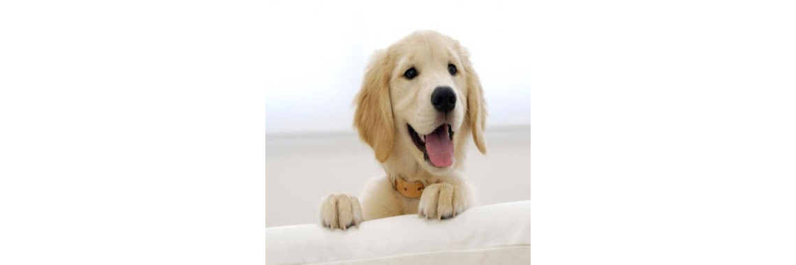 Good Dogs for Children