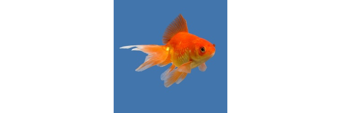Do You Have A Goldfish In Your Aquarium?