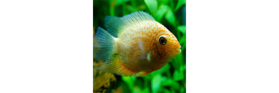 Aquarium Fish Health: Dealing With Cotton Mouth Disease (Mouth Fungus)
