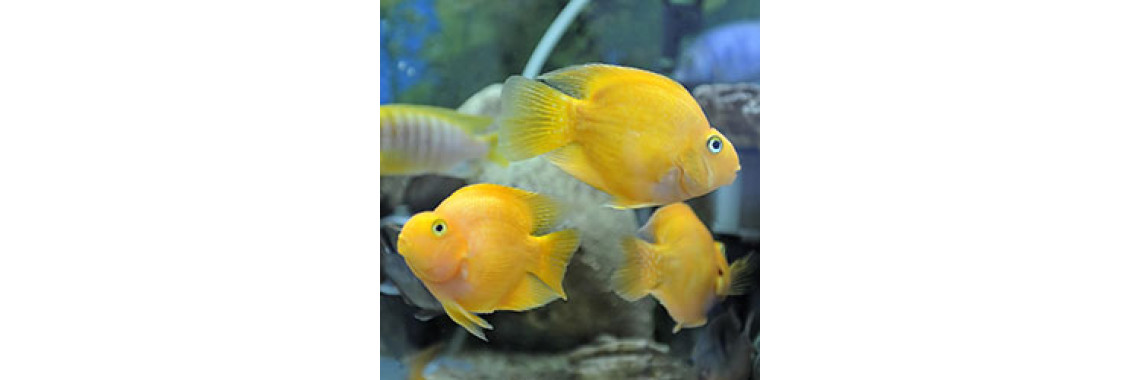 Should Know This - If You're About To Add A Cichlid In Your Tank??