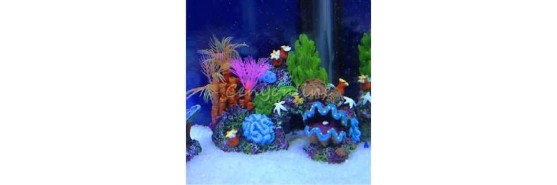 Different Types of Saltwater Aquariums