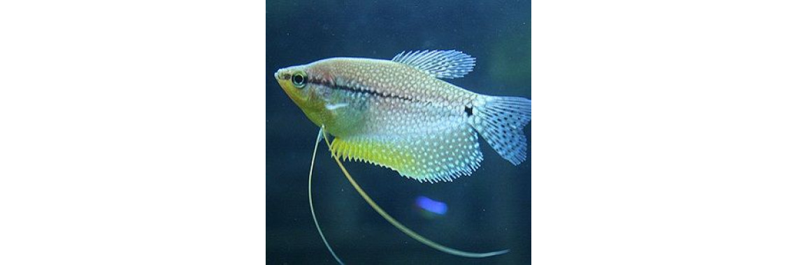 How To Keep Your Aquariums Temperature Just Right