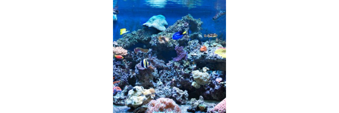 Reef Tank Lighting