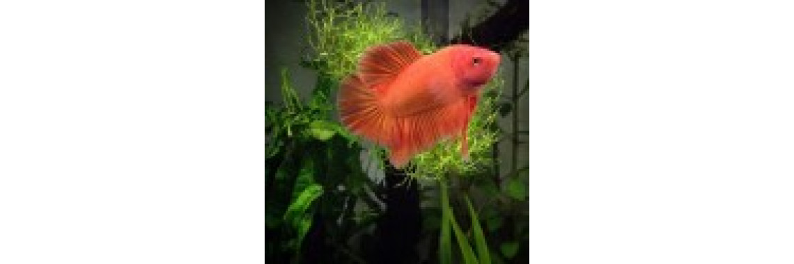 Choose An Aquarium For The Kids