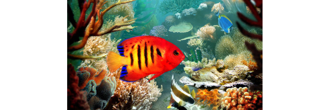 Breeding Livebearers Guppies and Swordtails