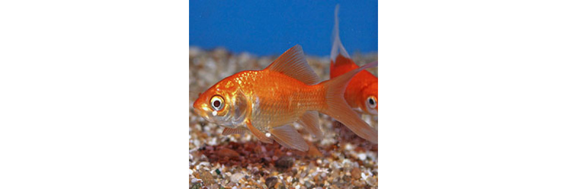 Lets Know Our Goldie..