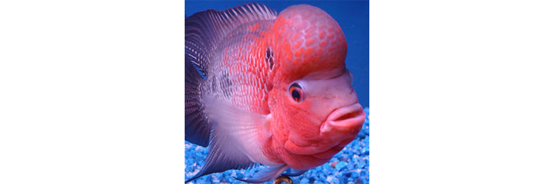 Basics Of Flower Horn Fish Keeping