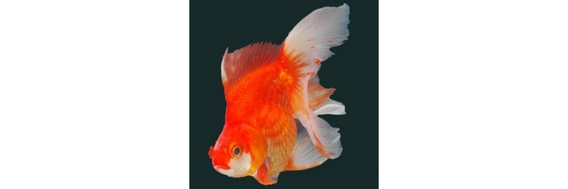 Common Fish Diseases And Their Symptoms