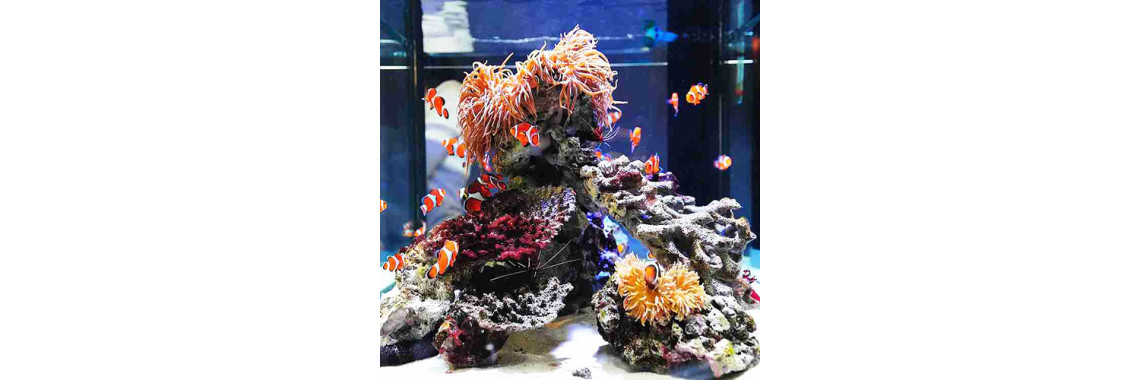 Ways To Clean Your Aquarium..