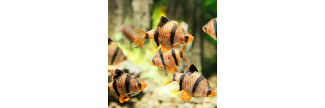 How To Set Up A Quarantine Tank For Tropical Fish