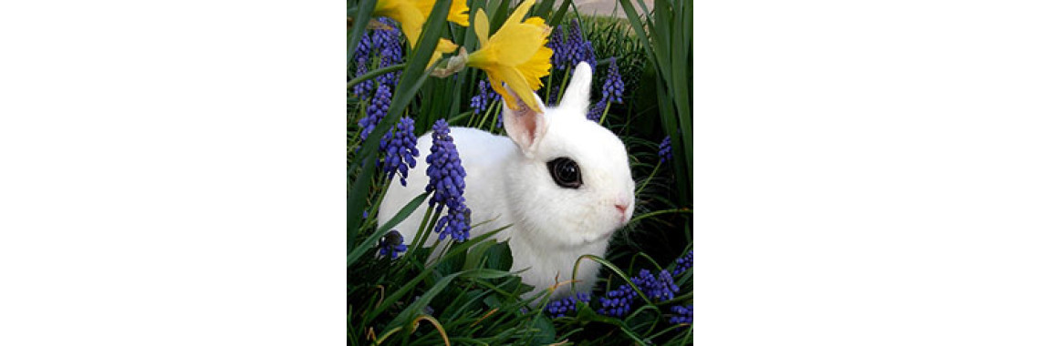 Dwarf Hotot Rabbit :- Eyes Of The Fancy!!