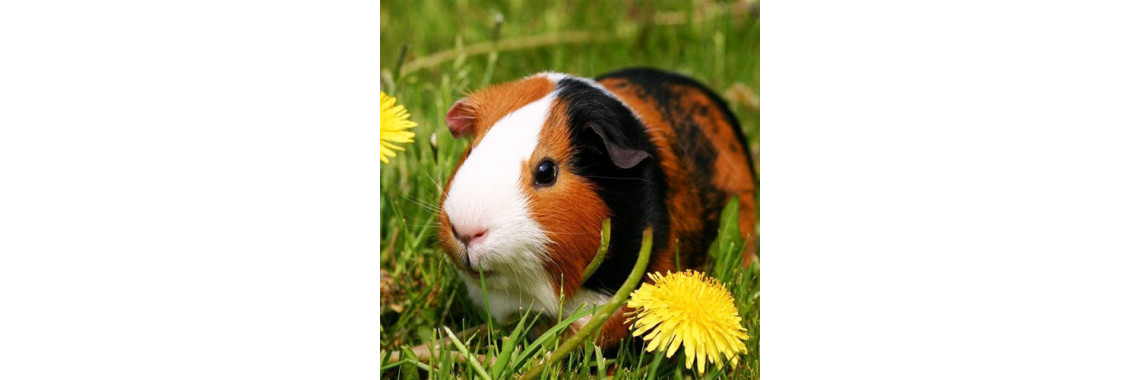 Guinea Pig Care Guide