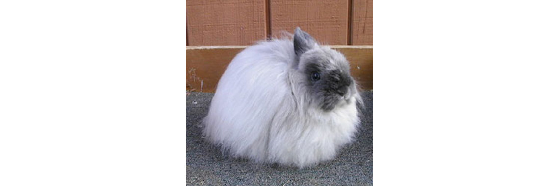 Who Is This Fluff Of The Fancy?