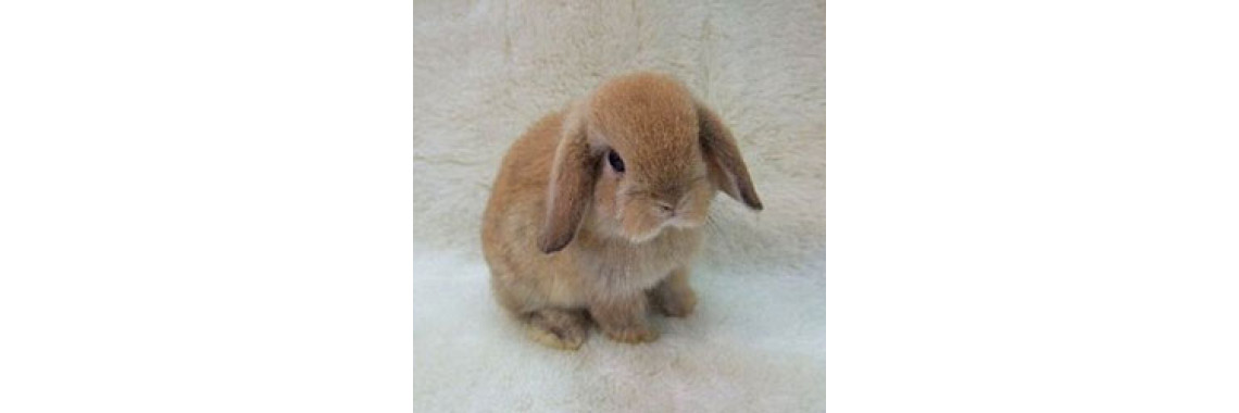 Lets Meet Little Bundles Of Fluff - Mini Lop Bunny!