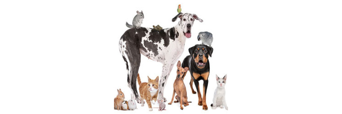 Tips On Moving With Your Pets!