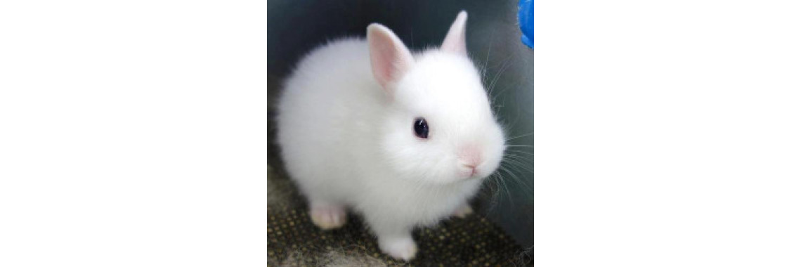 Do You Have A Beauty Bunny?