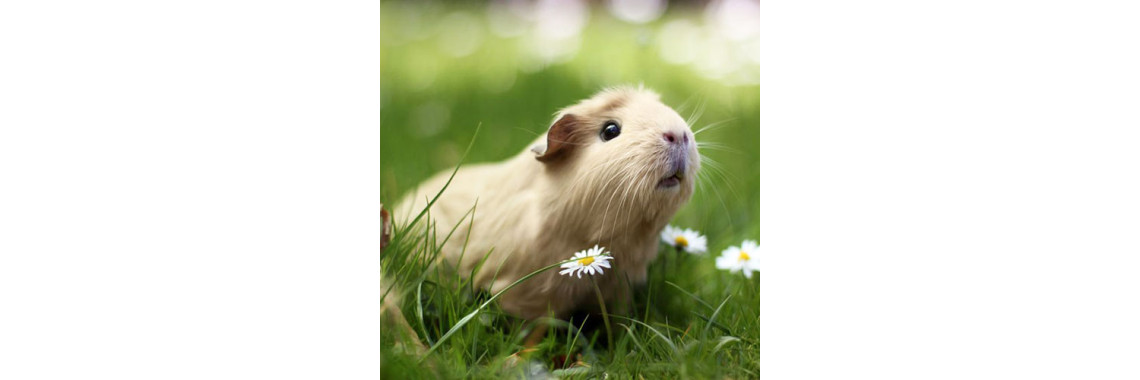 Fun Guinea Pig Facts